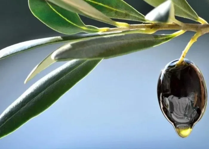 Elia 2 Διαμέρισμα